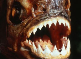 Jurassic piranha fish shed light on prehistoric flesh-eating fish Jurassic piranha fish Reveal Brilliant Meat-Eating Strategy