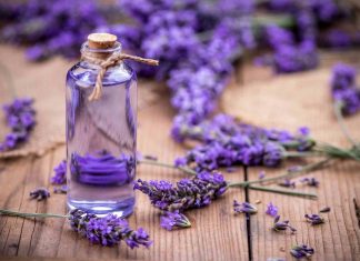 Lavender helps relaxing? Benefits Of The Smell Can Be More Impactful Lavender helps relaxing? Benefits Of The Smell Can Be More Impactful