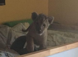 Lion cub found in French apartment (Photo) Lion cub found in French apartment (Photo)