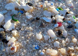Microplastics have been found in humans for the first time, Researchers Say Microplastics have been found in humans for the first time, Researchers Say
