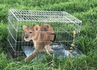 Netherlands: Jogger finds abandoned lion cub (Photo) Netherlands: Jogger finds abandoned lion cub (Photo)