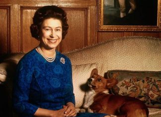Queen Elizabeth corgis dies, ending her 74 year connection with the breed Queen Elizabeth corgis dies, ending her 74 year connection with the breed