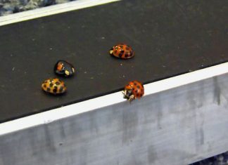 STD-carrying ladybirds invade UK, here’s everything you need to know STD-carrying ladybirds invade UK, here's everything you need to know