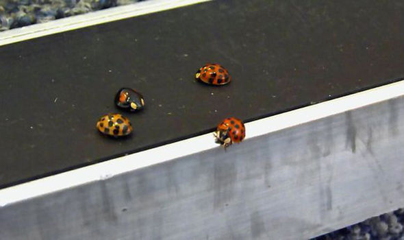 STD-carrying ladybirds invade UK, here's everything you need to know