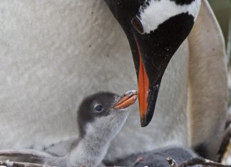 Same-sex penguin couple welcomes foster penguin chick (Picture) Same-sex penguin couple welcomes foster penguin chick (Picture)