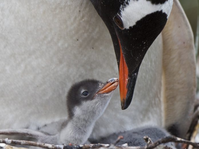 Same-sex penguin couple welcomes foster penguin chick (Picture)