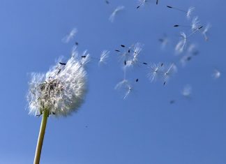 Study reveals dandelion flight secret Study reveals dandelion flight secret