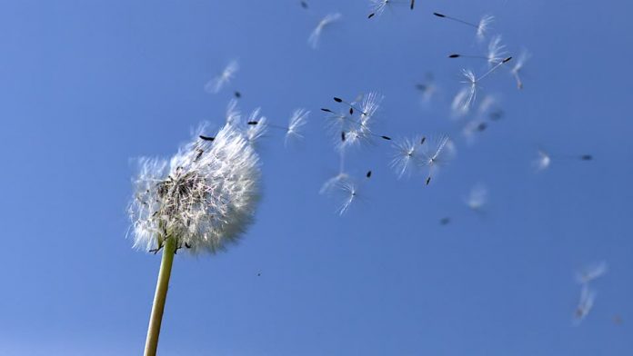 Study reveals dandelion flight secret