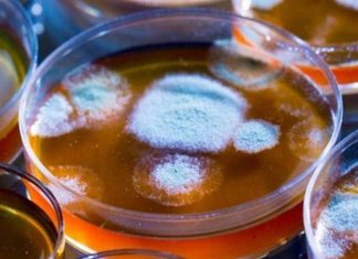 ‘Trojan horse’ antibiotic could help combat superbugs, finds new research 'Trojan horse' antibiotic could help combat superbugs, finds new research