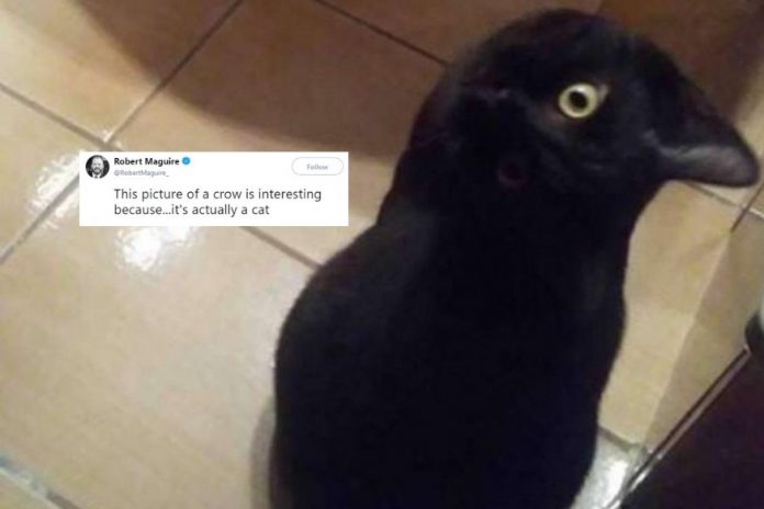 Viral illusion Crow Or Cat: This picture will spook you out