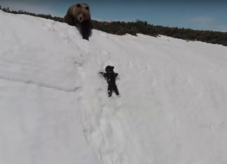 Baby Bear Struggle: Some saw a cute video Baby Bear Struggle: Some saw a cute video