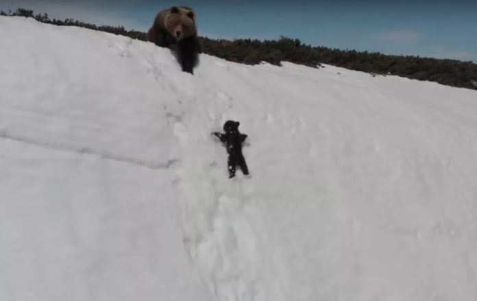 Baby Bear Struggle: Some saw a cute video