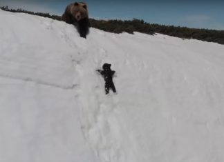 Bear drone video: EPIC struggle to climb a snowy mountain Bear drone video: EPIC struggle to climb a snowy mountain
