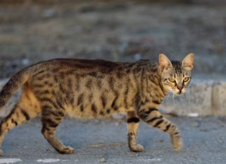 Briton dies from rabies after trip to Morocco, Report Briton dies from rabies after trip to Morocco, Report