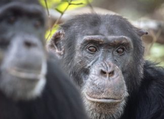 Chimp beaten to death by younger males, Report Chimp beaten to death by younger males, Report