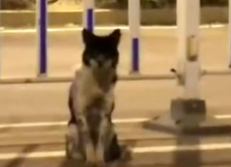 Dog Waits owner for 80 days for her return, Report Dog Waits owner for 80 days for her return, Report