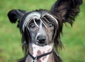 Dogs are ‘not exceptional’ and owners absolutely aren’t having it (research) Dogs are ‘not exceptional’ and owners absolutely aren’t having it (research)