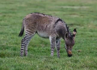 Donkey, zebra crossbreed ‘zonkey’, born in Somerset Donkey, zebra crossbreed 'zonkey', born in Somerset