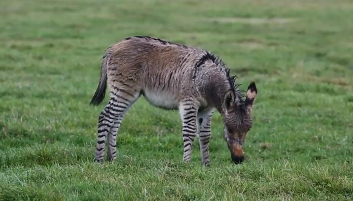 Donkey, zebra crossbreed 'zonkey', born in Somerset