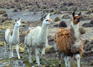 Llamas Help Fight Flu? Protein capable of neutralizing strains of influenza Llamas Help Fight Flu? Protein capable of neutralizing strains of influenza