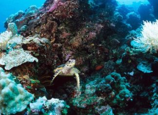 Palau plans sunscreen ban to save coral, Report Palau plans sunscreen ban to save coral, Report