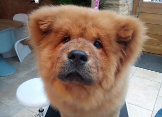 Puppy Caged In Nine Months in a secret kennels Puppy Caged In Nine Months in a secret kennels