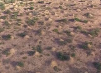 Termite In Brazil Built Millions Of Huge Mounds, Report Termite In Brazil Built Millions Of Huge Mounds, Report
