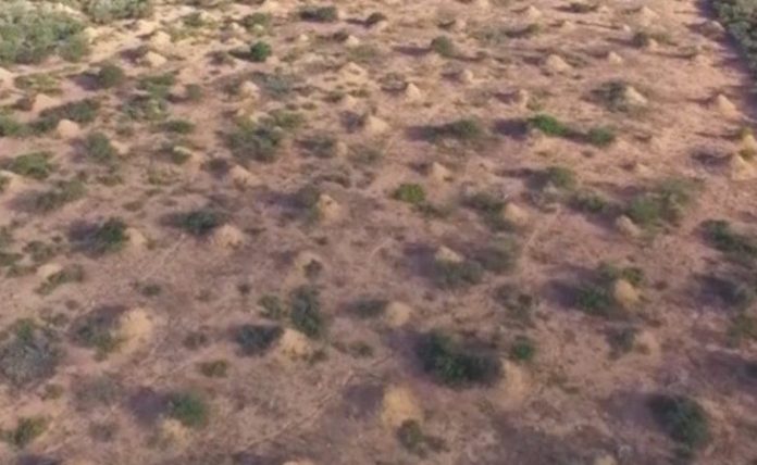 Termite In Brazil Built Millions Of Huge Mounds, Report