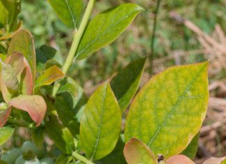 ‘Test tube trees’: New efforts to preserve the seeds of wild plants 'Test tube trees': New efforts to preserve the seeds of wild plants