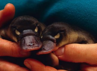 The Platypus Faces Extinction As Australia Heats Up The Platypus Faces Extinction As Australia Heats Up