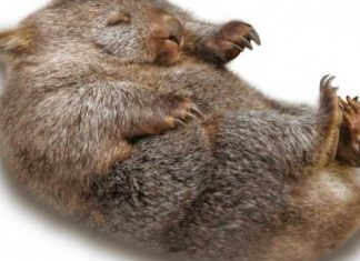 Why do wombats do cube-shaped poop? (Report) Why do wombats do cube-shaped poop? (Report)