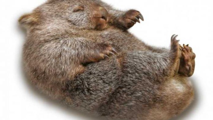 Why do wombats do cube-shaped poop? (Report)
