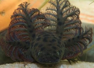 Bizarre new giant salamander found in Florida Panhandle Bizarre new sea creature found in Florida Panhandle