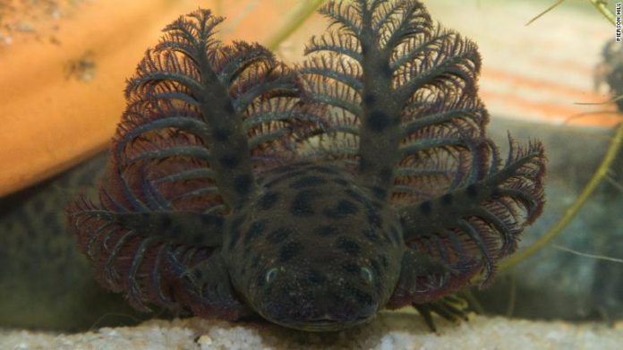 Bizarre new sea creature found in Florida Panhandle