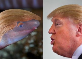 Blind and burrowing worm-like creature named after Donald Trump, Report Blind and burrowing worm-like creature named after Donald Trump, Report