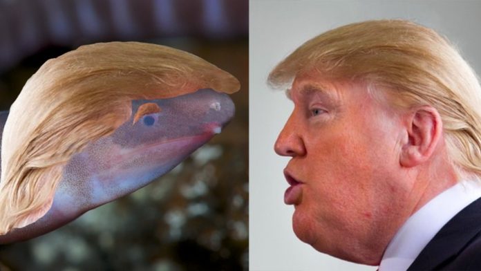 Blind and burrowing worm-like creature named after Donald Trump, Report