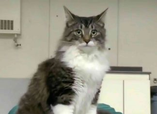 Cat accidentally shipped 700 miles, reunited with family Cat accidentally shipped 700 miles, reunited with family