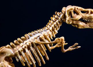 Dinosaur footprints found in southern England, Report Dinosaur footprints found in southern England, Report