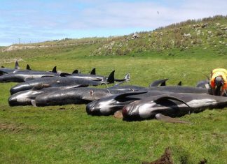 Dozens Of Pilot whales die in another mass stranding in New Zealand Dozens Of Pilot whales die in another mass stranding in New Zealand