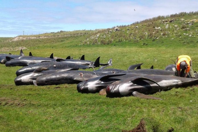 Dozens Of Pilot whales die in another mass stranding in New Zealand