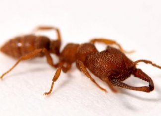 Dracula ant crowned fastest in the animal kingdom, Report Dracula ant crowned fastest in the animal kingdom, Report