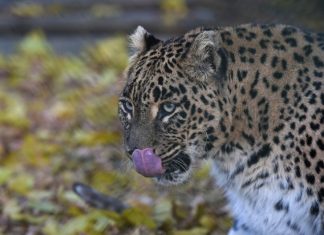 Leopard kills monk meditating in India Leopard kills monk meditating in India