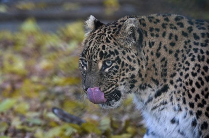 Leopard kills monk meditating in India