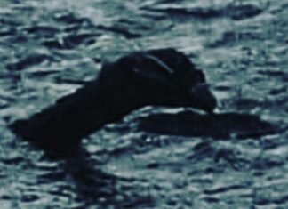 ‘Loch Ness monster’ spotted? pictured’ by man who heard ‘Darth Vader noise’ 'Loch Ness monster’ spotted? pictured' by man who heard 'Darth Vader noise'