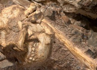 New species Human Ancestor, Identity of Little Foot fossil stirs controversy New species Human Ancestor, Identity of Little Foot fossil stirs controversy
