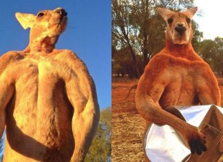 Roger, Australia’s ‘buff kangaroo’ dies aged 12 after ‘lovely long life’ Roger, Australia's 'buff kangaroo' dies aged 12 after 'lovely long life'