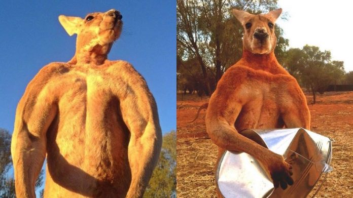 Roger, Australia's 'buff kangaroo' dies aged 12 after 'lovely long life'