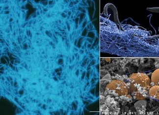 ‘Zombie’ bacteria found miles below Earth’s surface, Report 'Zombie' bacteria found miles below Earth's surface, Report