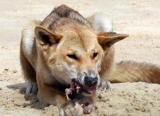 Boy hospitalized after dingoes attack in Australia Boy hospitalized after dingoes attack in Australia