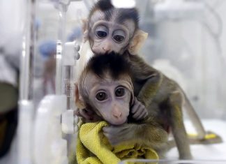 China clones five gene-edited monkeys (Study) China clones five gene-edited monkeys (Study)